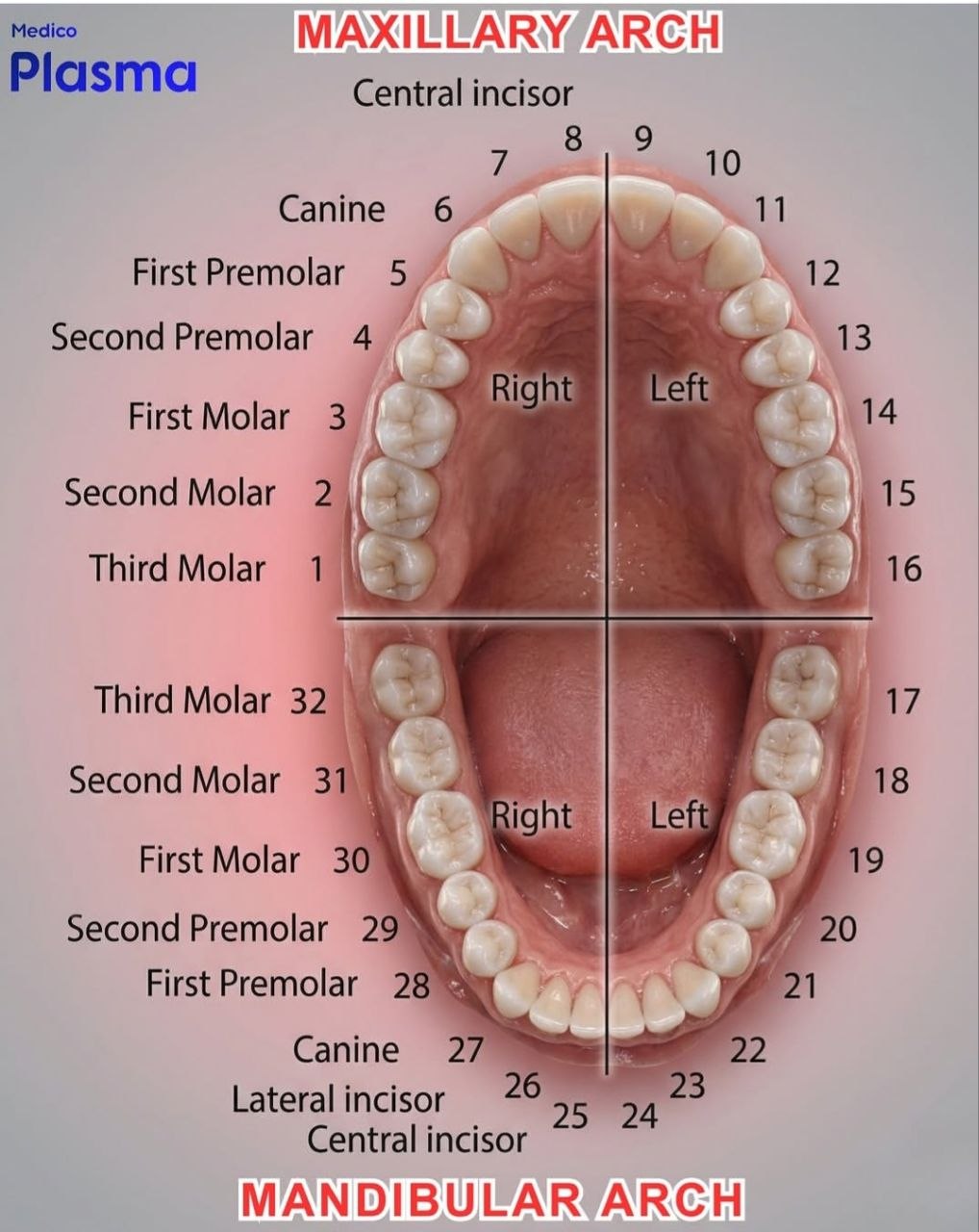 Dental diagram